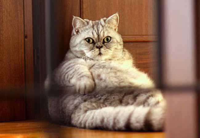 12斤胖猫可爱照蹿红